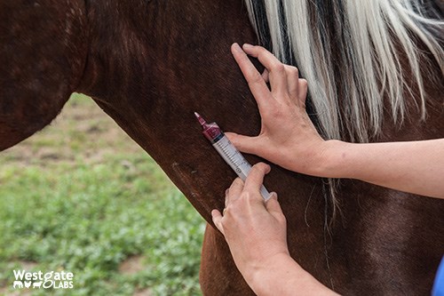 Diagnostic blood test for small redworm 