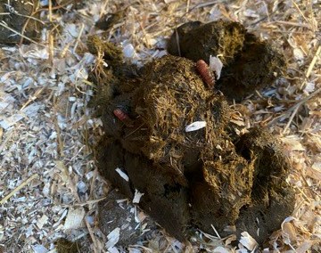 Bot larvae in horse dung