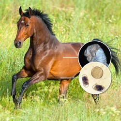 Image of Horse 4Count PLUS Season Pack