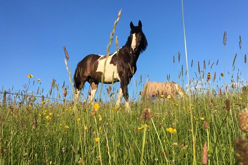 Locking in Carbon with Grasslands