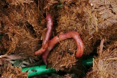 Earthworms In Horse Poo