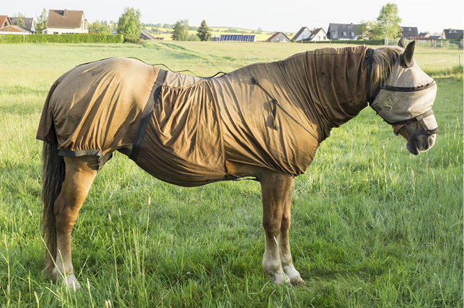 full body rugs are often required to protect sweet-itch horses from midges