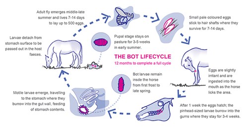 The bot lifecycle