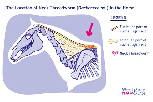 Neck threadworm Onchocera sp in the horse