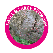 Small redworm or strongyles