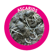 ascarids or parasacaris equorum