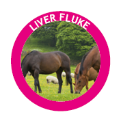 liver fluke treatment in horses