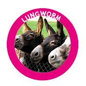 lungworm treatment in horses and donkeys