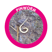 pinworm treatment in horses