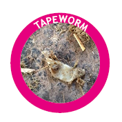 tapeworm in horses