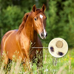 Image of Horse 4Count Season Pack