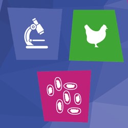 Image of Worm Count Kit - Chickens