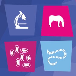 Image of Horse Worm Egg Count Kit and EquiSal Test