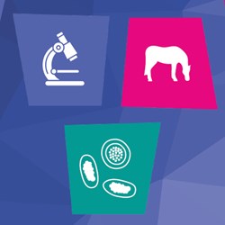 Image of Horse Worm Count Reduction test