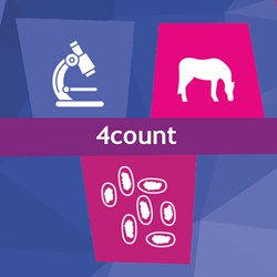 Image of Horse 4Count Multi Season Pack