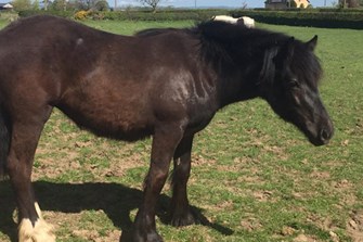 Fern; a young horse with a challenging redworm problem