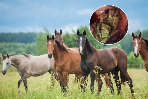 Tapeworm should be considered a significant pathogen in young horses: 