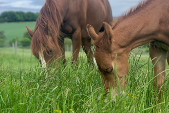 Maverick; A four week old foal with a surprising worm egg count result!