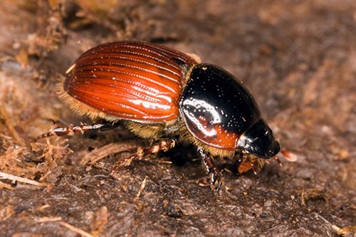 Poo Picking for Parasites