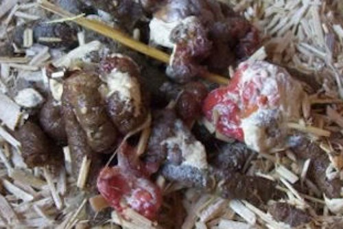 Chicken poo with shed intestinal lining