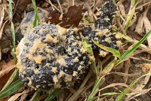 tapeworm in poultry dung