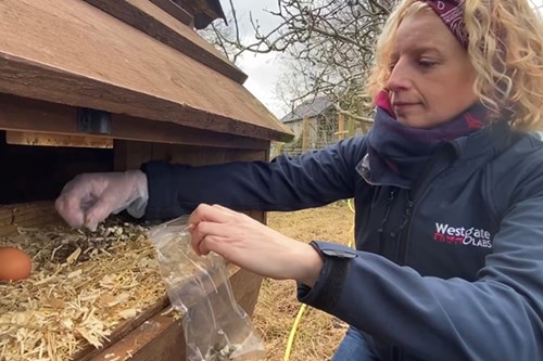Taking a worm egg count for poultry