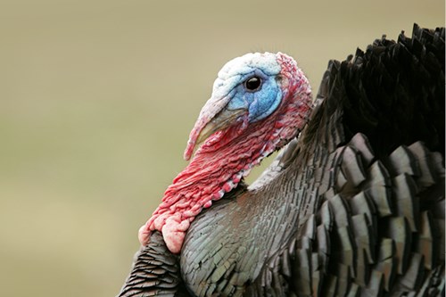 Turkeys are very susceptible to blackhead