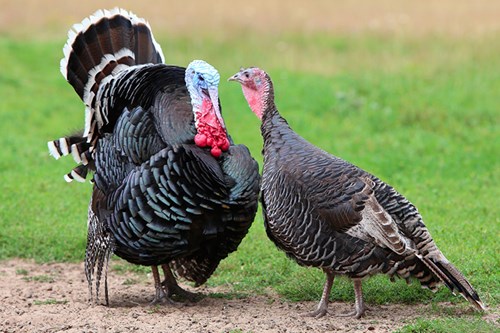 turkeys are more prone to blackhead than other birds