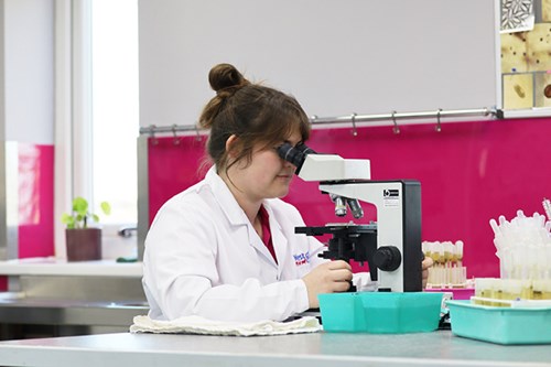 Worm egg counts in the lab