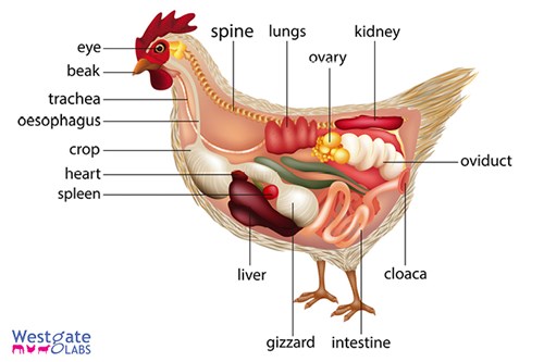 Chicken anatomy