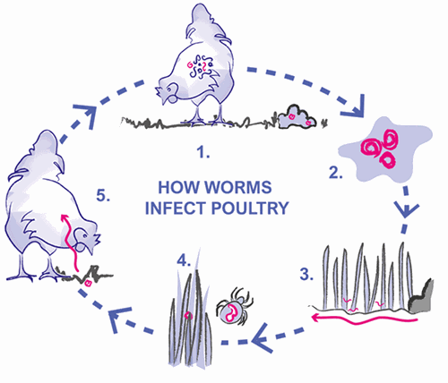 Parasite worm lifecycle in chickens