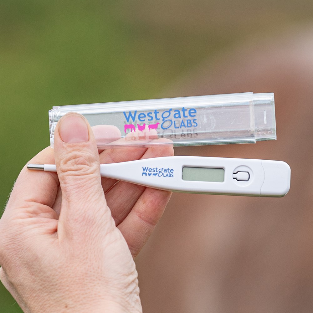 Image of Digital Thermometer