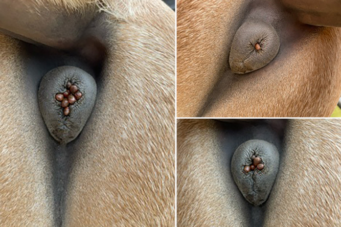 G.haemorrhoidalis - the nose bot