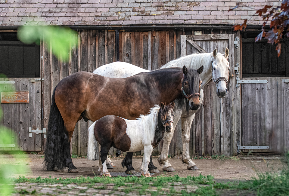 Every Horse Needs A Worm Egg Count
