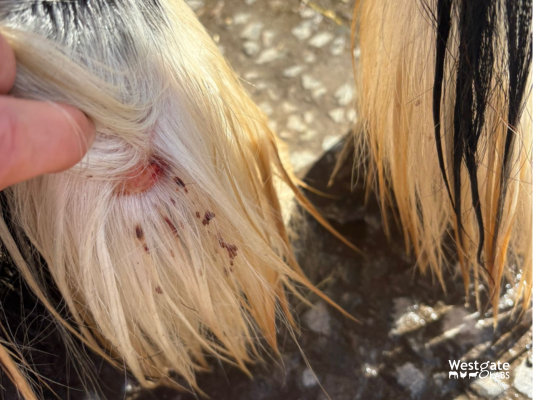 Summer sore in fetlock feathers