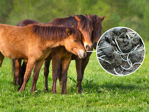 Ascarid in horses
