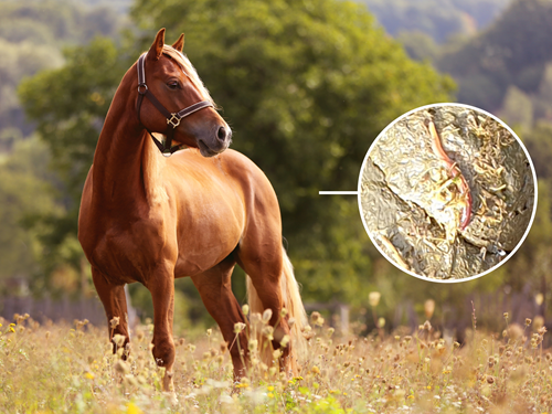 Large Redworm in horses