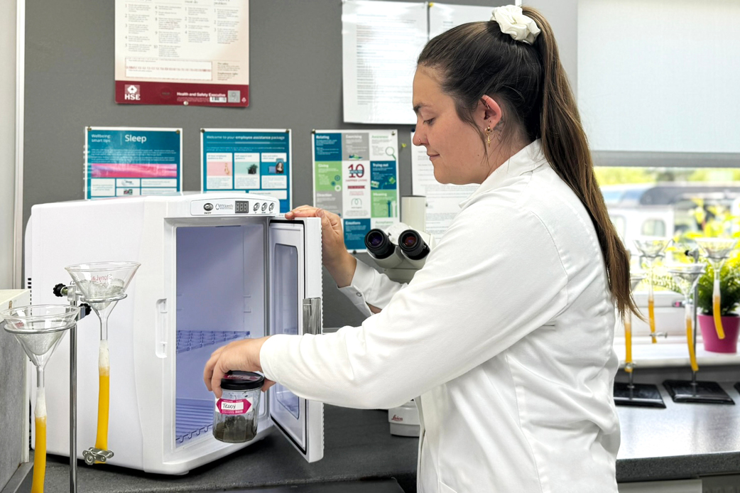 Large Strongyle larvae culturing in the lab