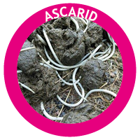 Ascarid or roundworm in horses