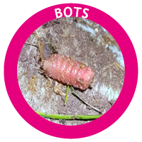 Bots in horses