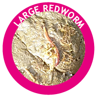 large redworm in horses