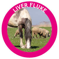liver fluke in horses