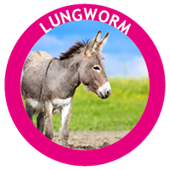lungworm in horses, mules and donkeys