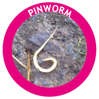 Pinworm in horses