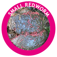 small redworm, cyathastomin spp.