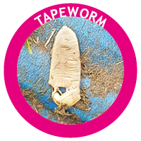 tapeworm in horses