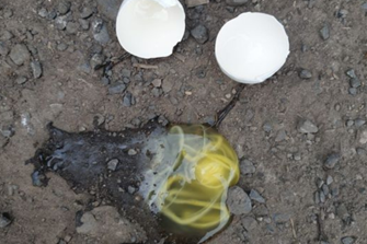 Can Parasites Be Found in Hen's Eggs?