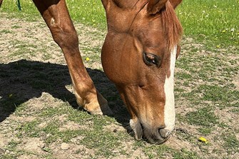 Time to review parasite control and worm egg count horses