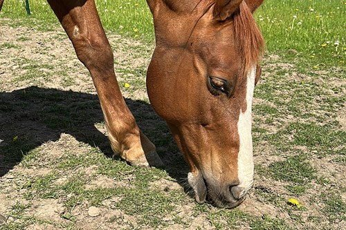 Time to review parasite control and worm egg count horses