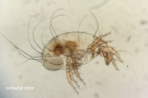 NEW STUDY REVEALS SEASONAL TAPEWORM RISKS FOR UK HORSES